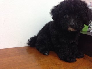 Last Cool Black Toy Poodle  - Poodle Dog