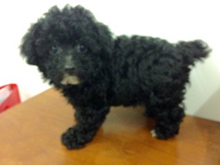 Last Cool Black Toy Poodle  - Poodle Dog