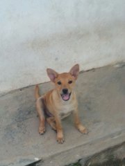 Tikky In Kulim - Mixed Breed Dog
