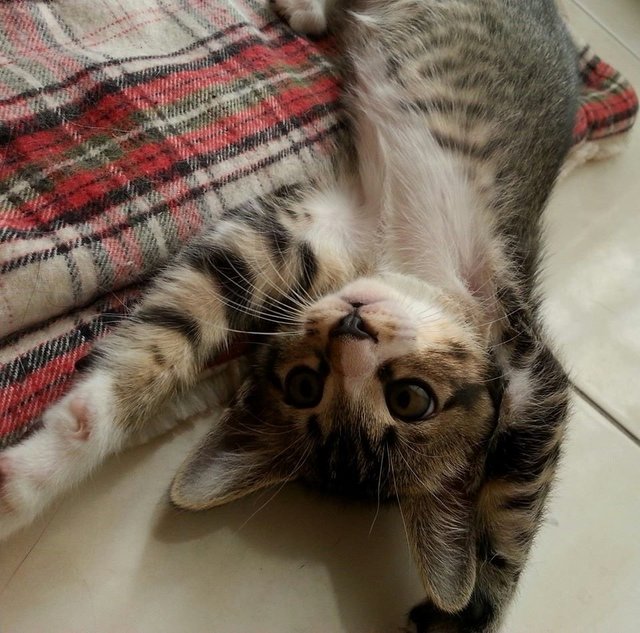 Kenzie - Domestic Short Hair Cat