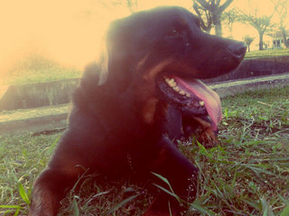 Rocky Delta - Rottweiler Dog