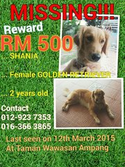 Shania - Golden Retriever Dog
