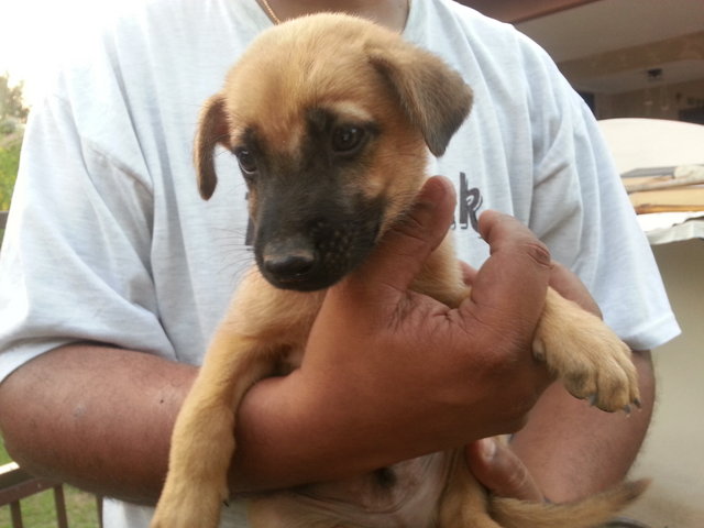 Male Pup 1 In Kulim - Mixed Breed Dog