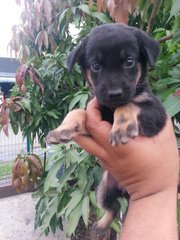 Female Pup 4  In Kulim - Mixed Breed Dog