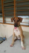 Winner Adopted - Mixed Breed Dog