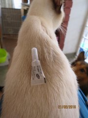 Momo applied with Revolution spot-on monthly to protect her from ticks, fleas, ear mites, heartworms