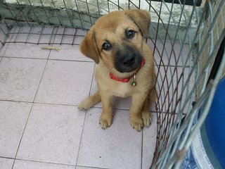 Puppy パピ - Terrier Dog