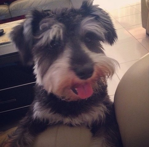 Toby - Schnauzer Dog