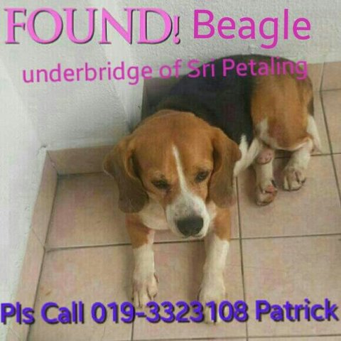 Found A Beagle @sri Petaling  - Beagle Dog