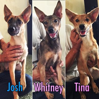 Whitney &amp; Tina - Mixed Breed Dog