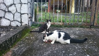 Two faced & Boy at their feeding spot in front of an abandoned house