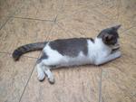 Gerl &amp; Cheeky - Domestic Short Hair Cat