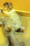 Fifi - Domestic Long Hair Cat