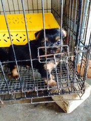 Silky Puppy - Silky Terrier Dog