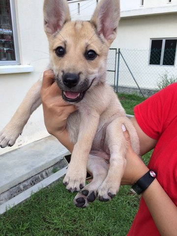 Orange / Rainrain - Mixed Breed Dog