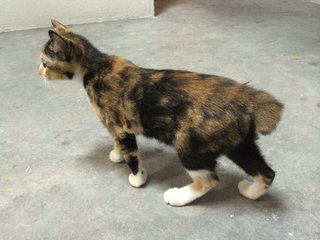 Missy, Bobtailed Kitten  - Domestic Short Hair + Bobtail Cat