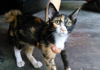 Jolly-bobtailed Kitty For Adoption - Domestic Short Hair + Bobtail Cat