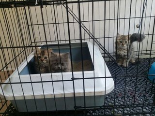 Mickey &amp; Nickey - Persian Cat