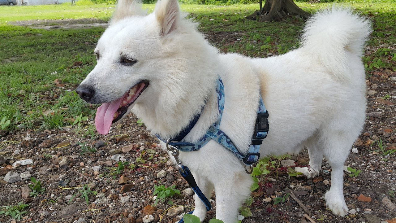 Spitz Mix Dog For Adoption - 7 Years, Lester from Melaka - PetFinder.my
