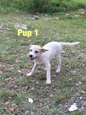 PF67482 - Mixed Breed Dog