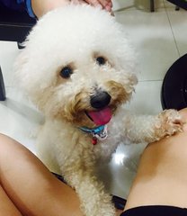 Greentea - Poodle Dog