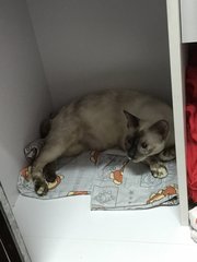 Xiao P - Siamese Cat
