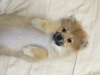 Henry - Spitz + Pomeranian Dog