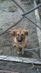 Baby - Mixed Breed Dog