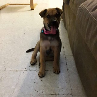 Sophie - Mixed Breed Dog