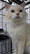Kiki - Persian + Domestic Long Hair Cat