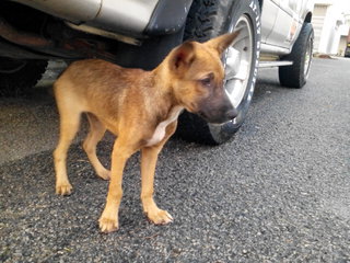 Hoppy - Mixed Breed Dog