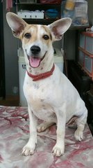 Sweet Miko - Mixed Breed Dog