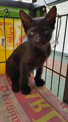 Kitten (3) - Domestic Short Hair Cat