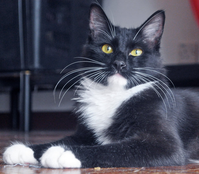  ̿' ̿'\̵͇̿̿\ Maxwell 007 - Domestic Long Hair + Tuxedo Cat