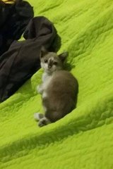 PF67857 - Siamese Cat