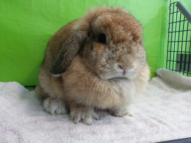 Holland Lop - Orange Adoption - Holland Lop Rabbit