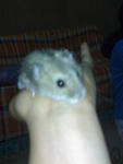 Chika Roo - Short Dwarf Hamster + Common Hamster Hamster