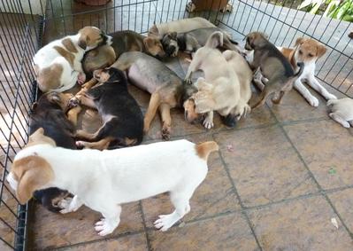 Sunway 17 Puppies - Mixed Breed Dog