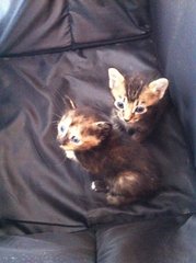 Sweet Sisters - Domestic Short Hair Cat