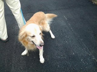 :robbie - Golden Retriever Dog