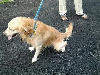 :robbie - Golden Retriever Dog