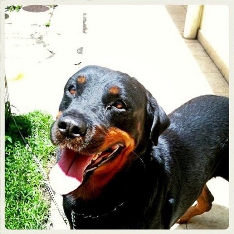 Bobo - Rottweiler Dog