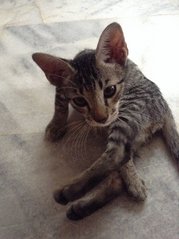 Finn - Domestic Short Hair + Domestic Medium Hair Cat