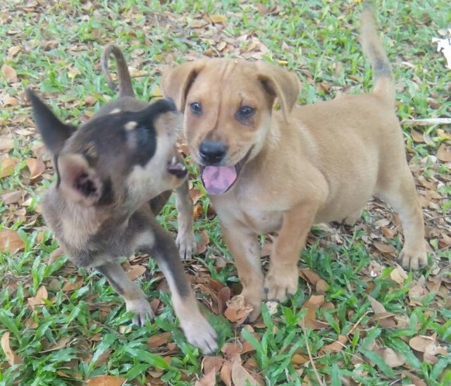 Homeless - Mixed Breed Dog