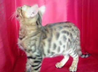 Kucing Golden Spotted Bengal - Bengal Cat