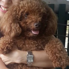 Coco Brown ( Poodle ) - Poodle Dog