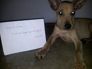 Adopt Me!  - Mixed Breed Dog