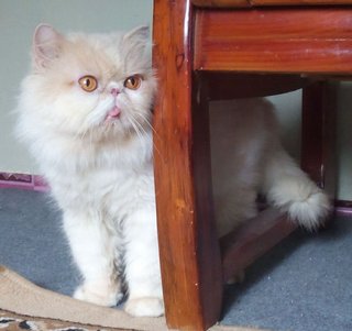 Persian Male Flatface Proven - Persian Cat