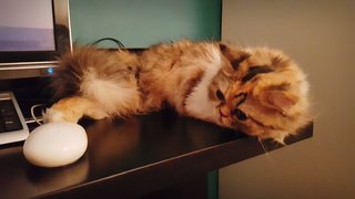 Maya &amp; Muezza - Persian + Domestic Long Hair Cat