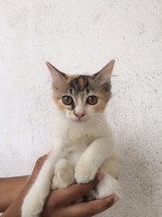 Melur &amp; Thyme - Domestic Short Hair Cat